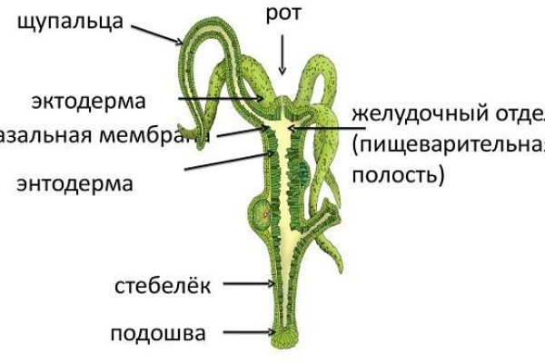 Блэк спрут площадка